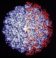 Monoclonal antibody binding of a papillomavirion